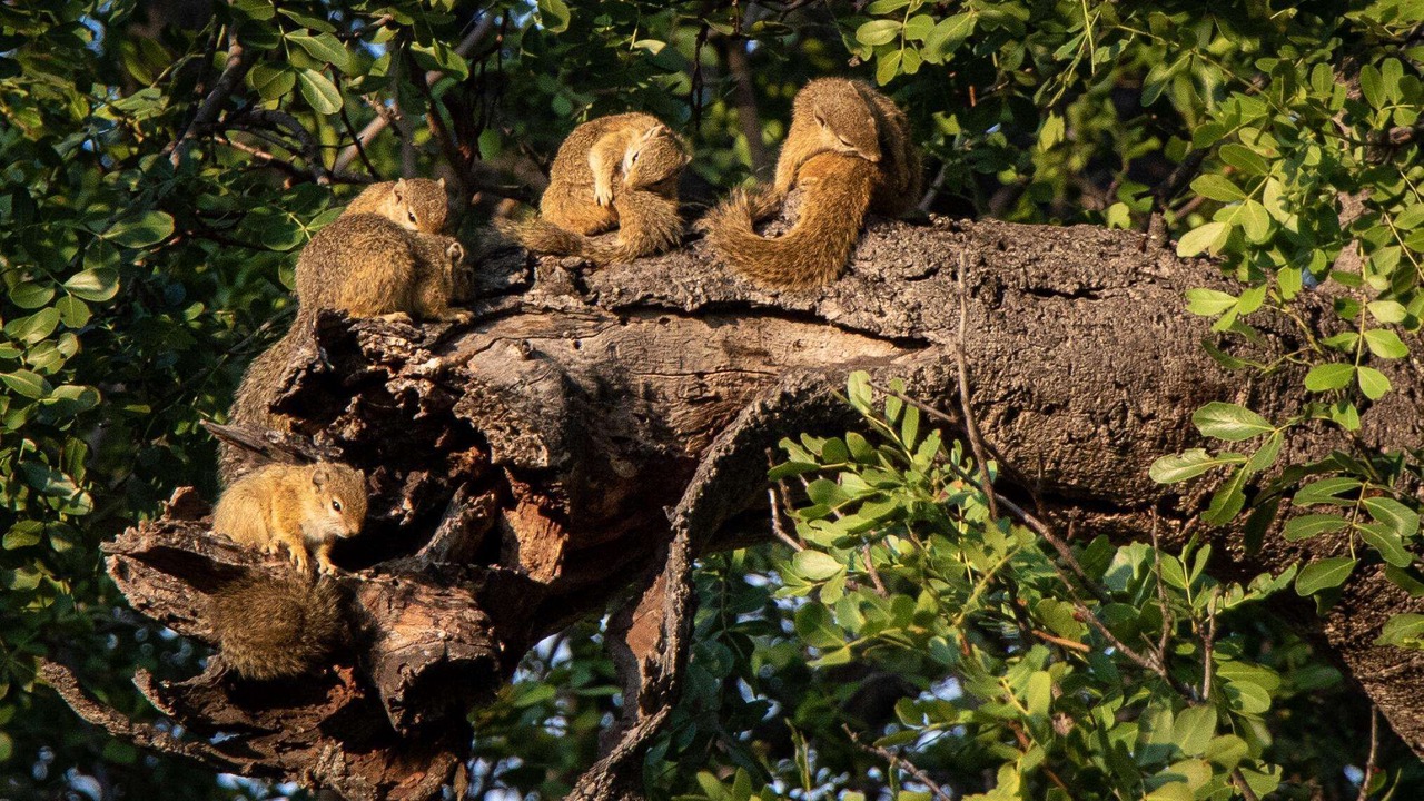 Photo of Others in Kruger National Park