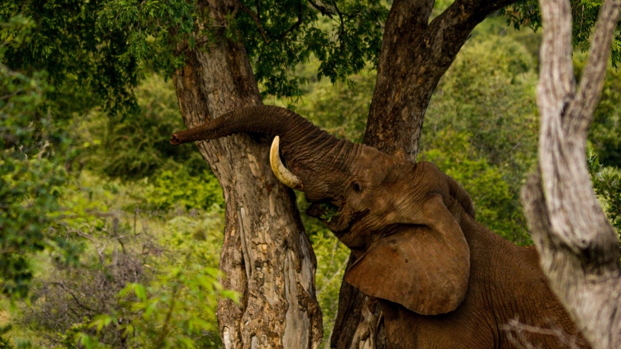 Photo of Others in Kruger National Park
