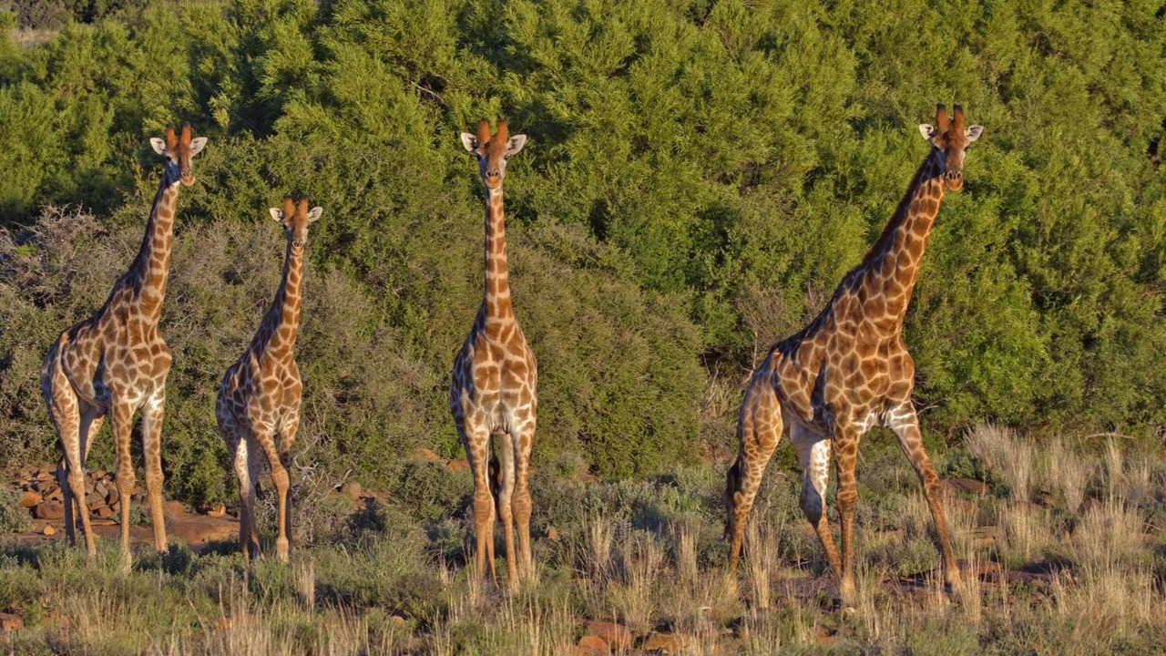 Photo of Outdoor in Beaufort West