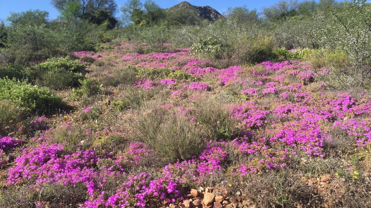 Photo of Outdoor in Calitzdorp
