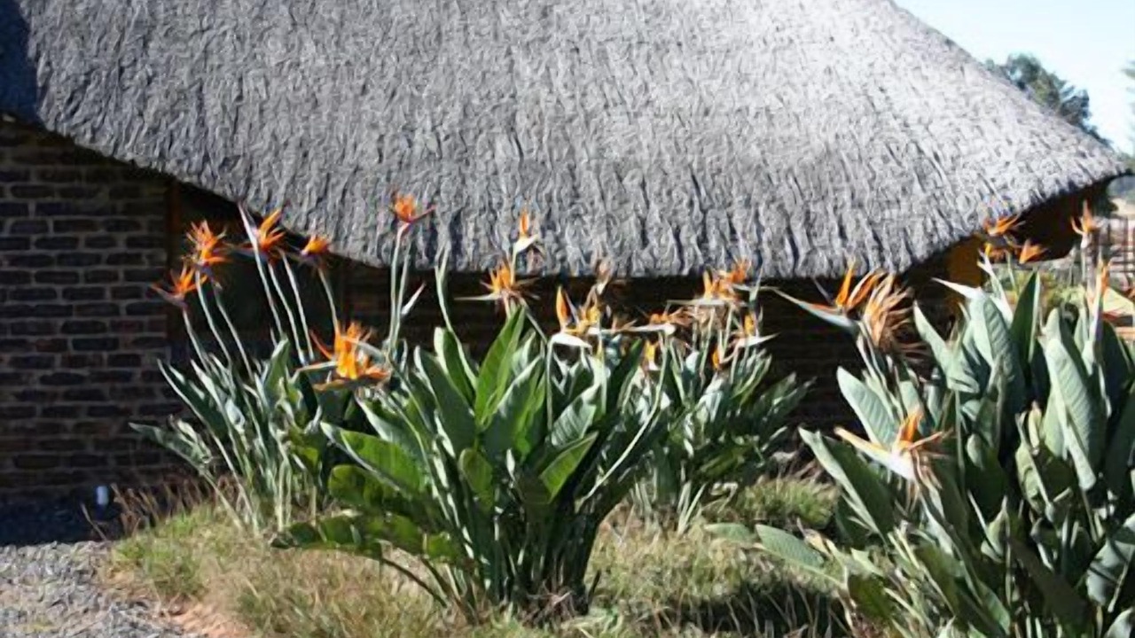 Photo of Outdoor in Mkhondo