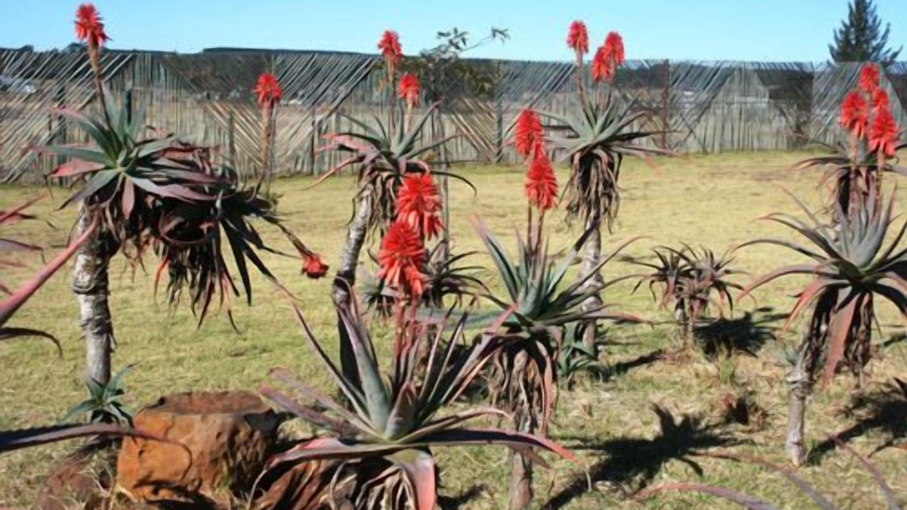 Photo of Outdoor in Mkhondo