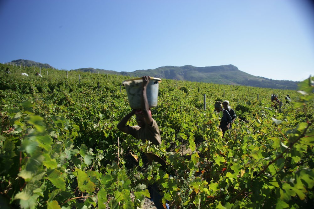 Photo of Outdoor in Cape Winelands