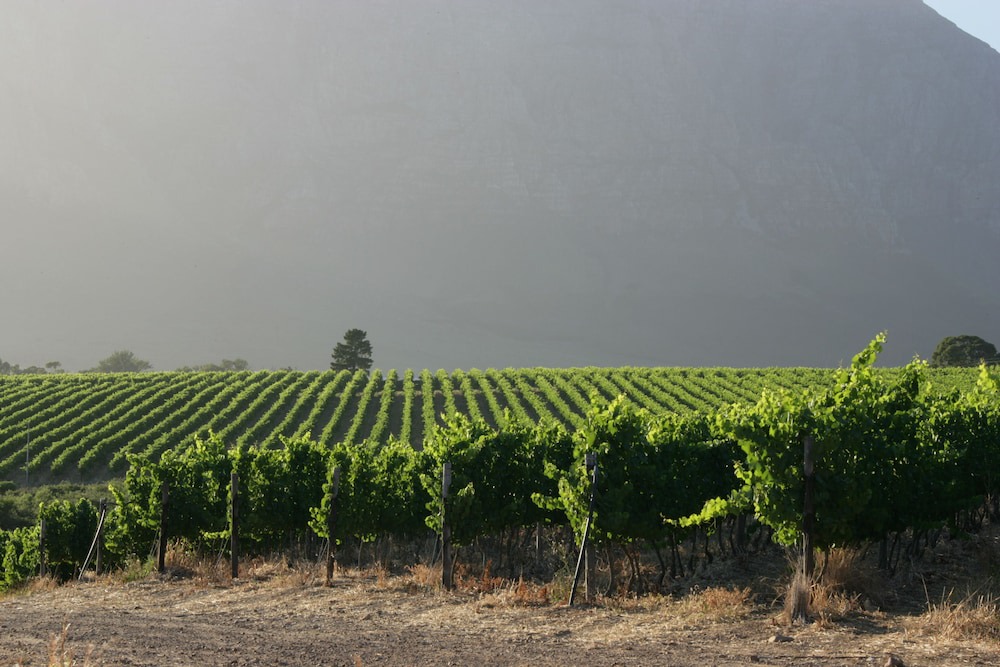 Photo of Others in Cape Winelands