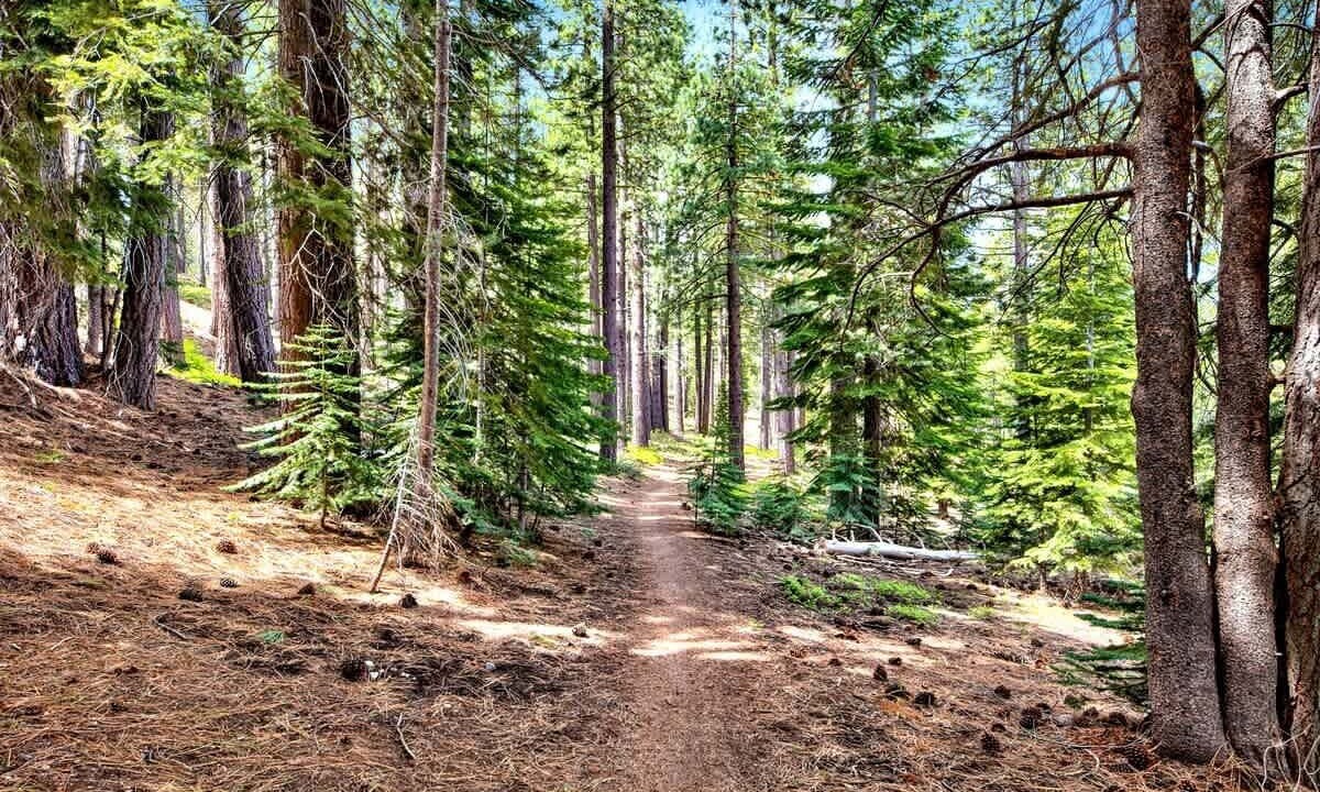 Photo of Others in Tahoe Paradise