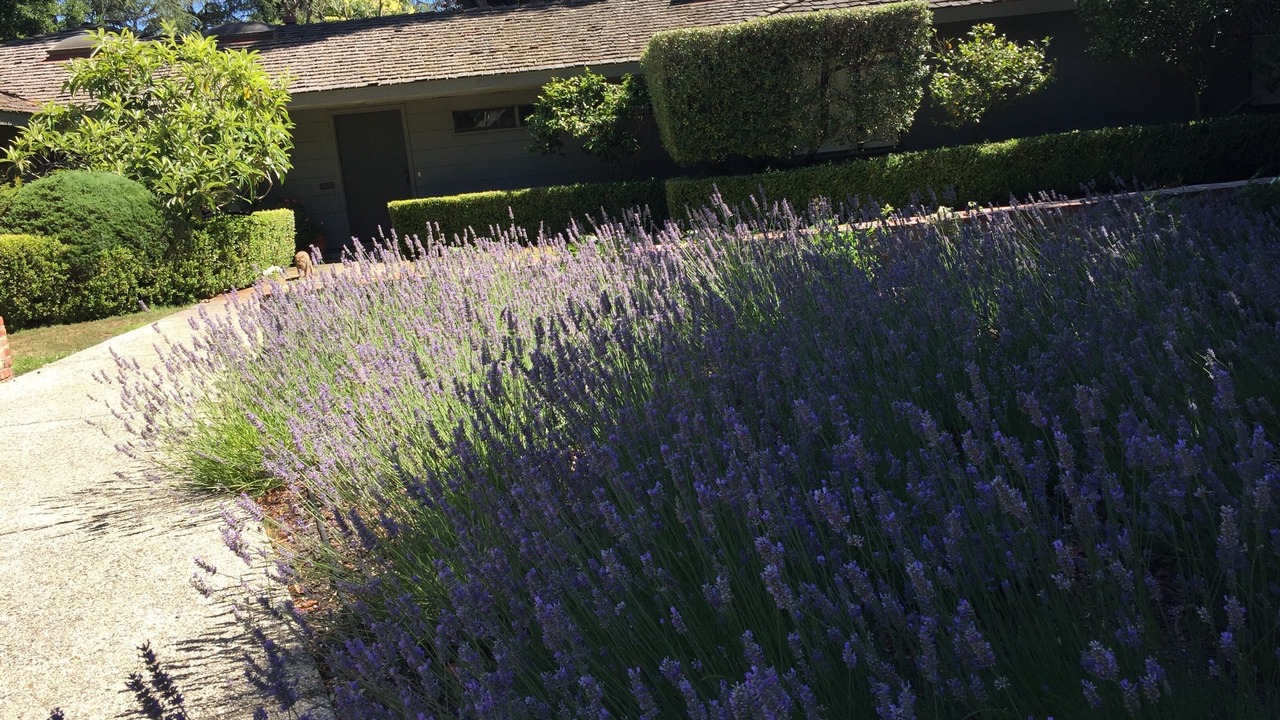 Photo of Outdoor in Leland Manor