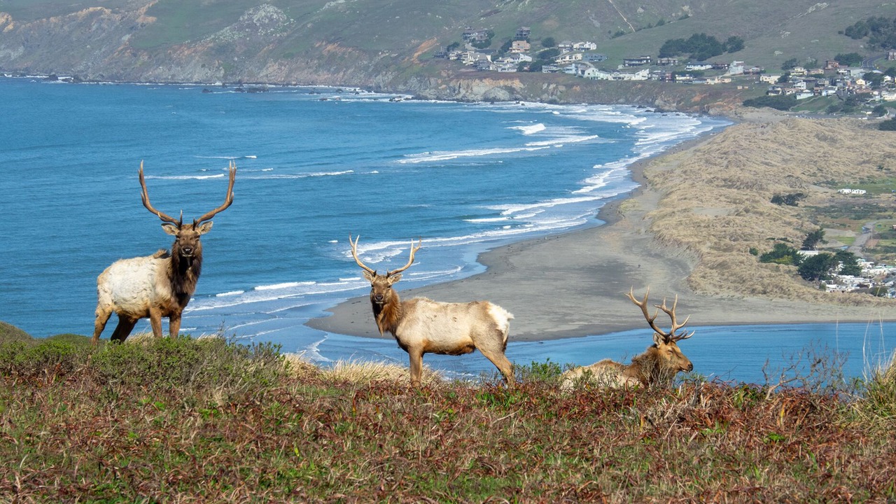 Photo of Others in Lagunitas-Forest Knolls