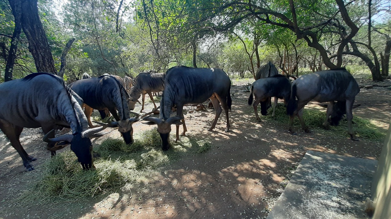 Photo of Outdoor in Marloth Park