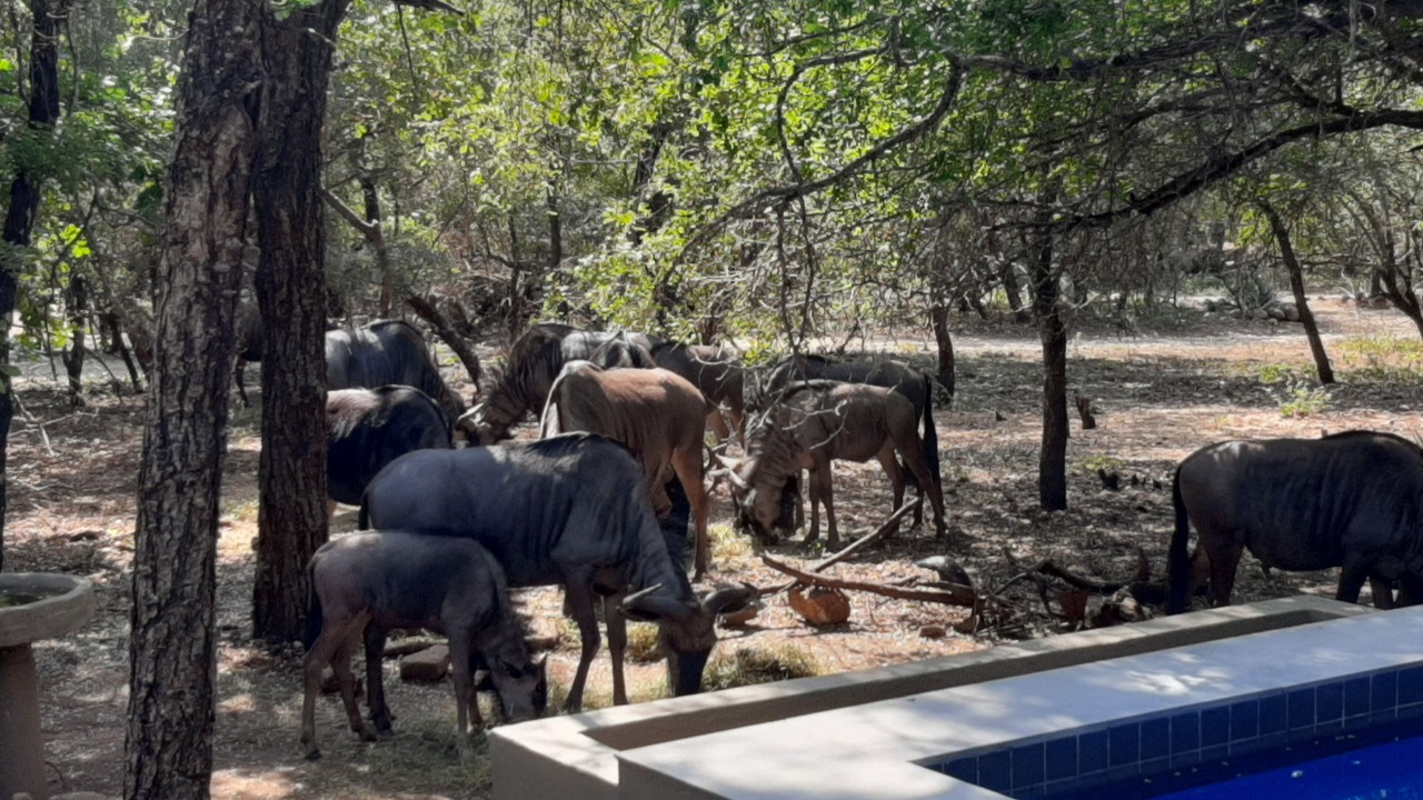 Photo of Outdoor in Marloth Park