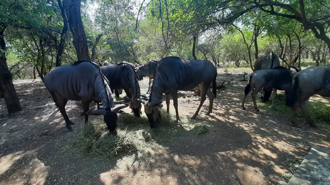 Photo of Outdoor in Marloth Park