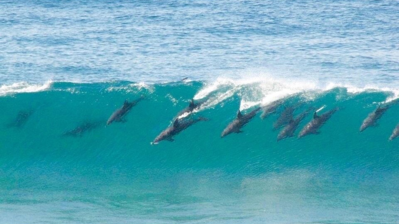 Photo of Others in Cape Saint Francis