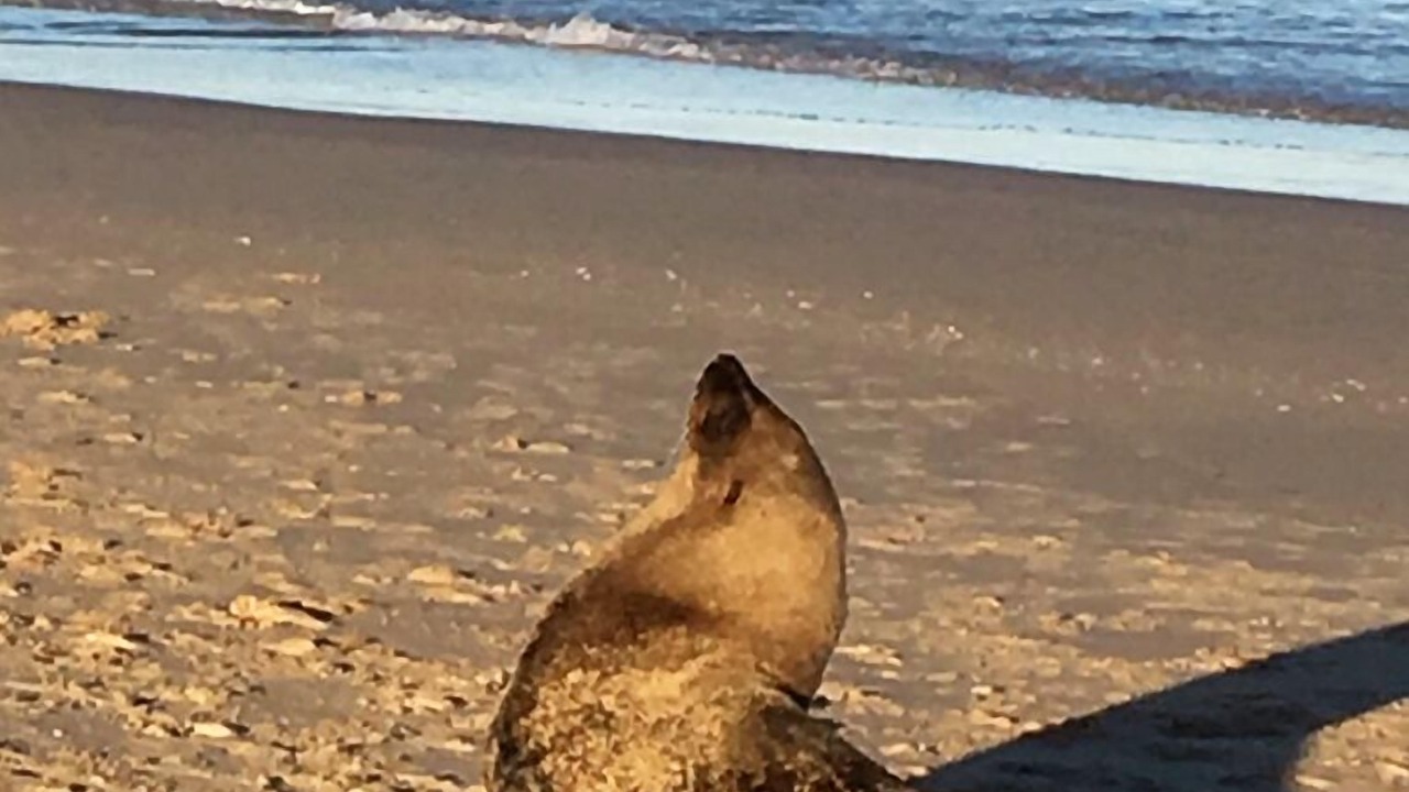 Photo of Others in Cape Saint Francis