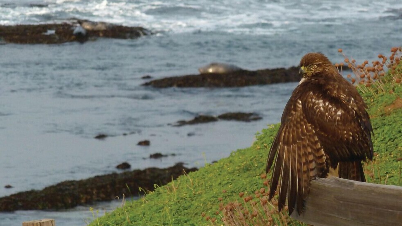 Photo of Others in Moss Beach