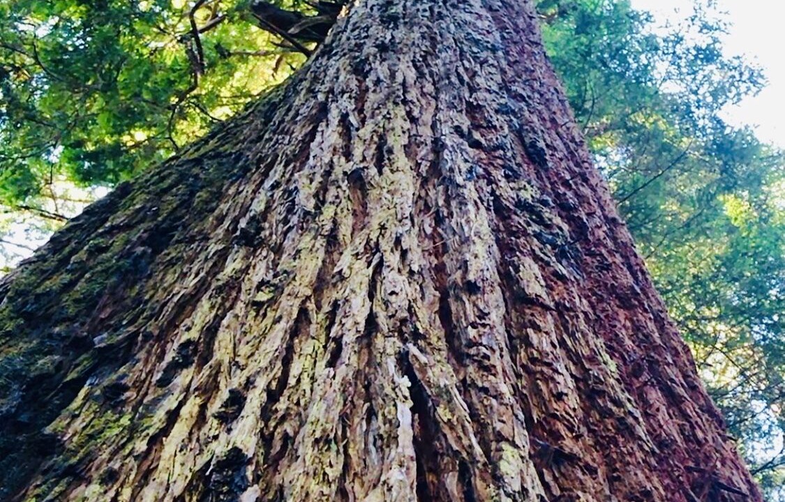 Photo of Outdoor in Fort Bragg