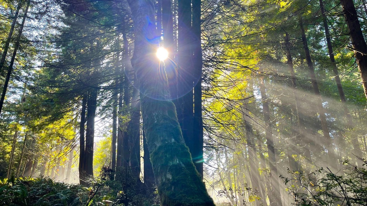 Photo of Others in Fort Bragg