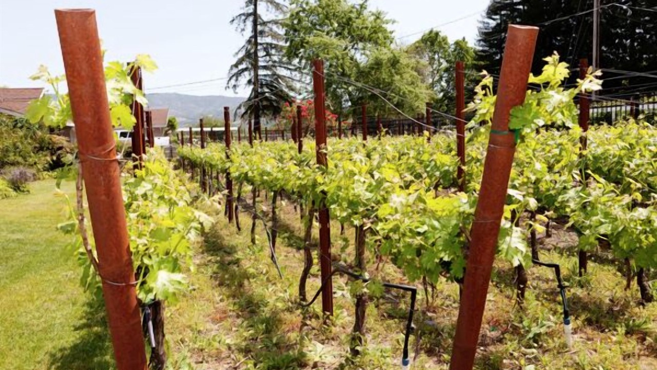Photo of Others in Napa