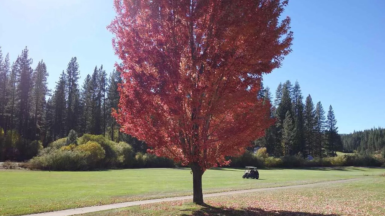 Photo of Others in Plumas Eureka Estates