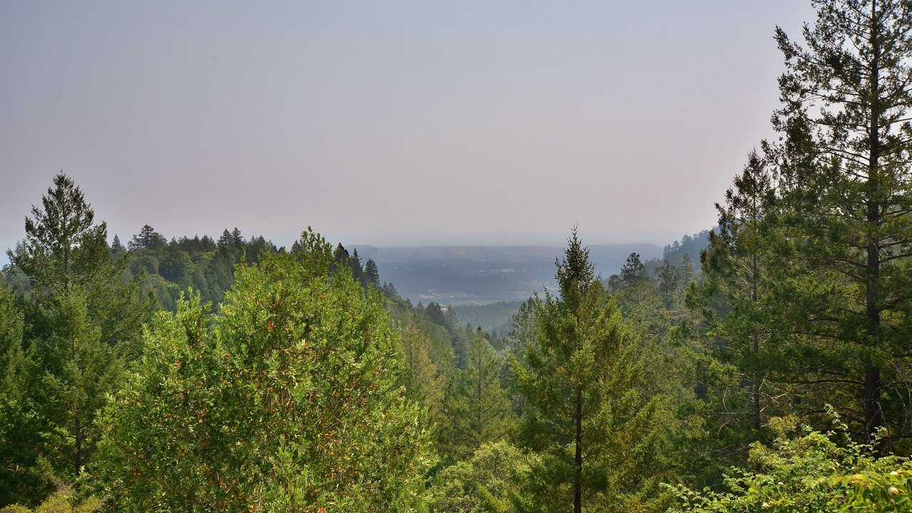 Photo of Others in St. Helena