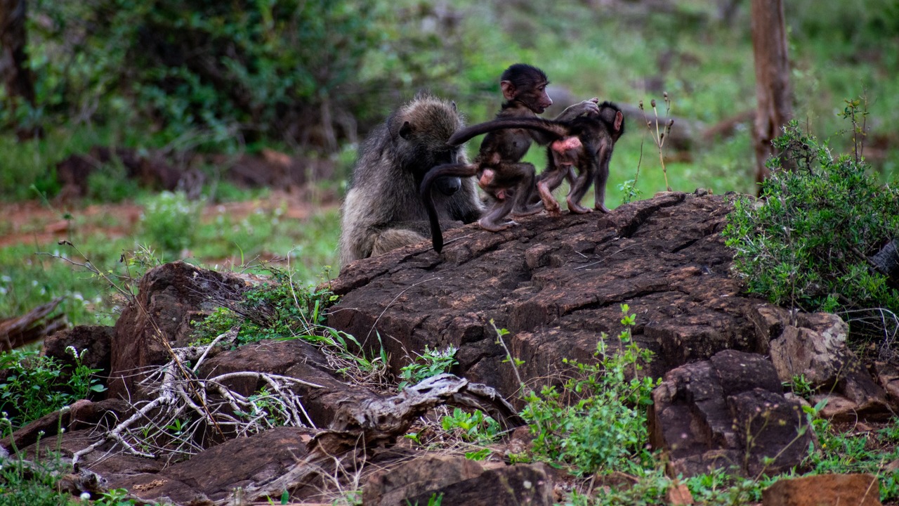 Photo of Outdoor in Marloth Park