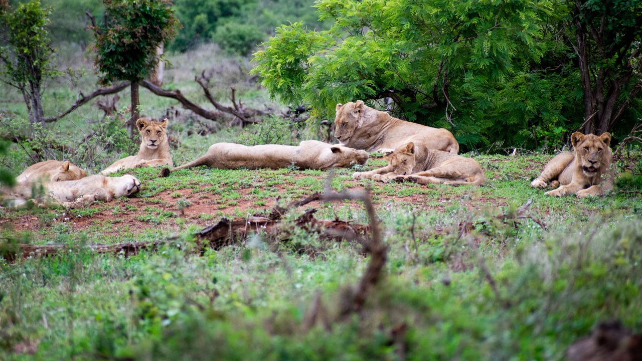 Photo of Outdoor in Marloth Park