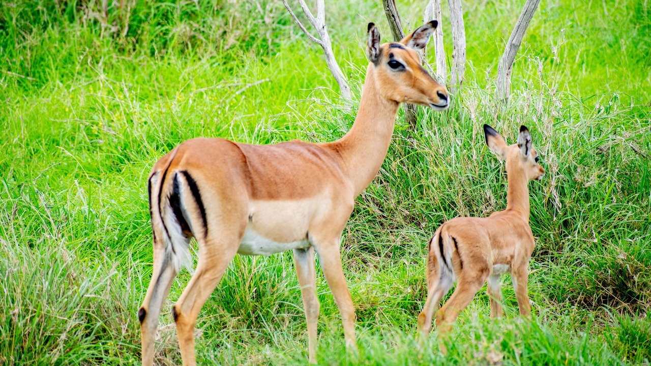 Photo of Outdoor in Marloth Park