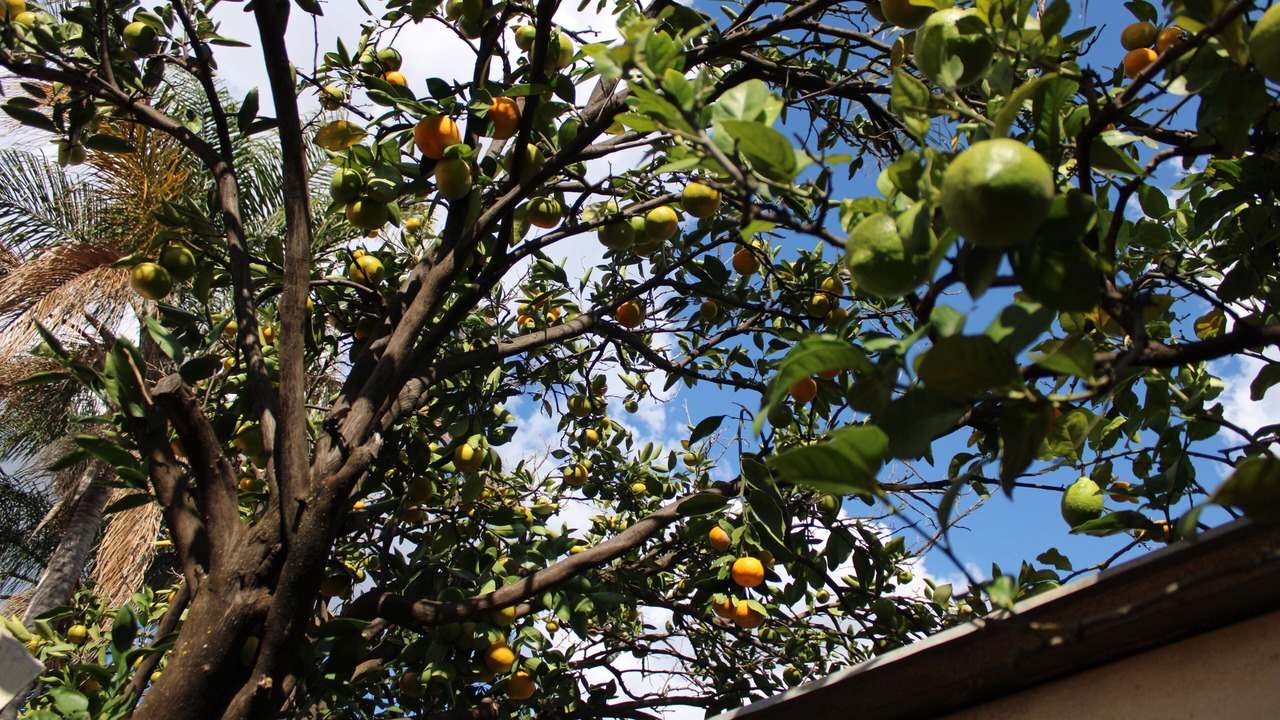 Photo of Outdoor in Akasia