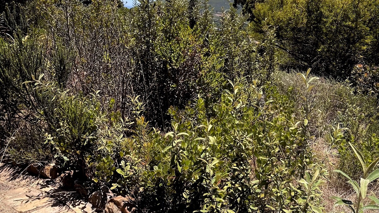 Photo of Others in Noordhoek