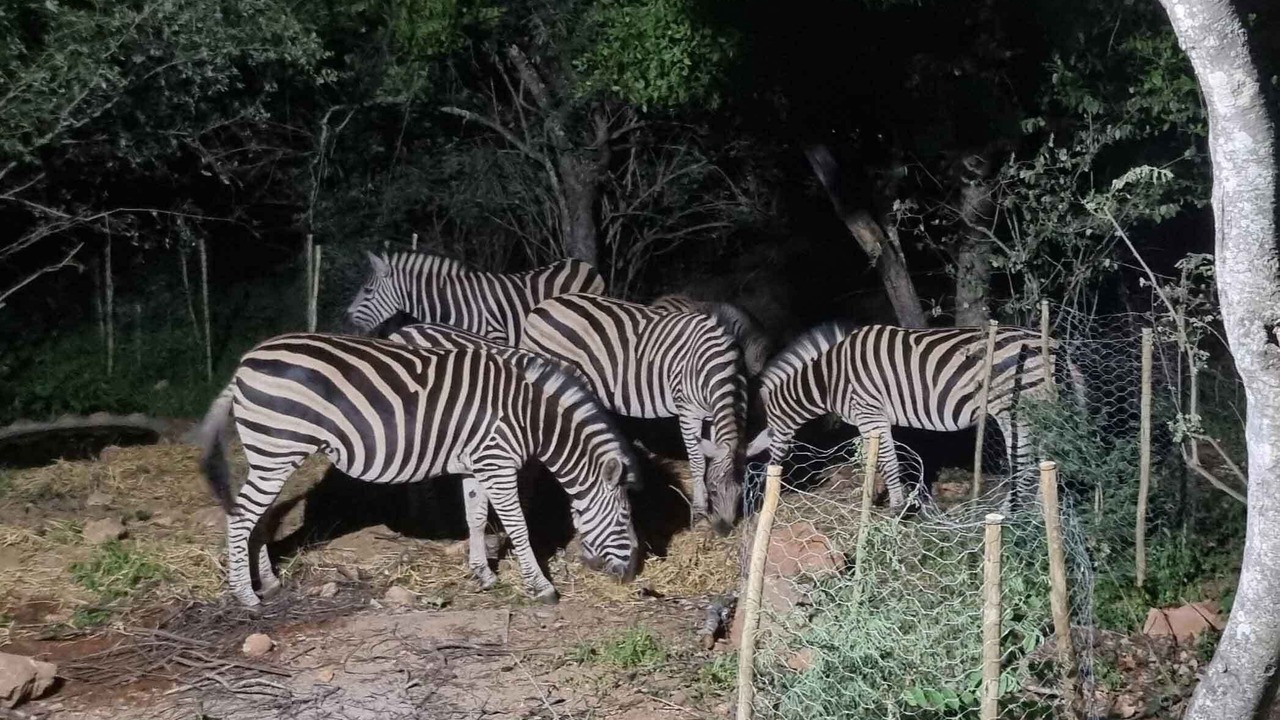 Photo of Others in Marloth Park