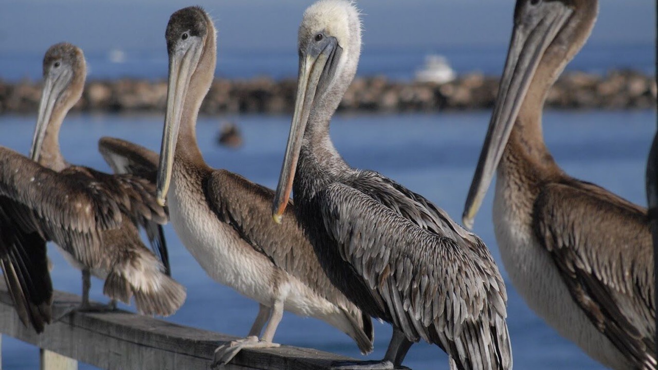 Photo of Others in Monterey