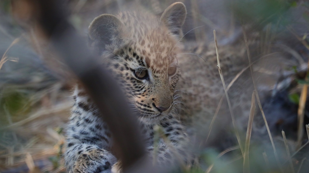 Photo of Outdoor in Hoedspruit