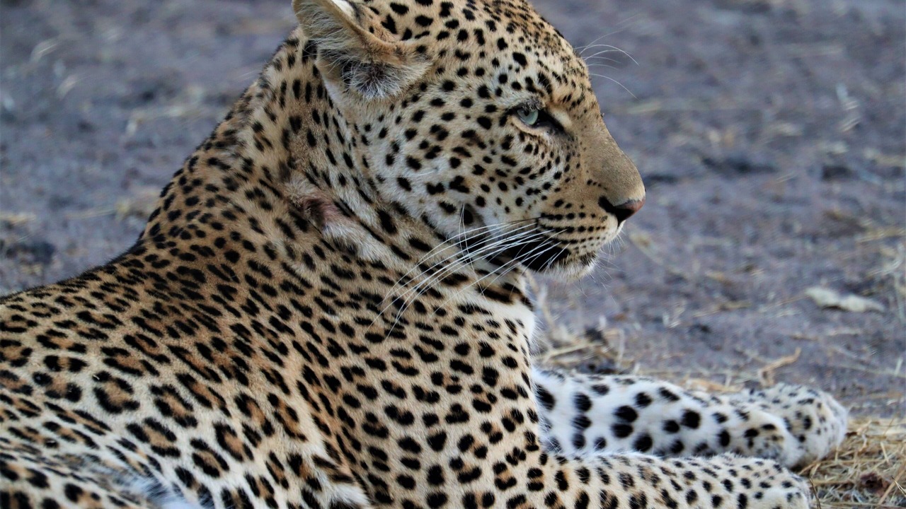 Photo of Others in Hoedspruit