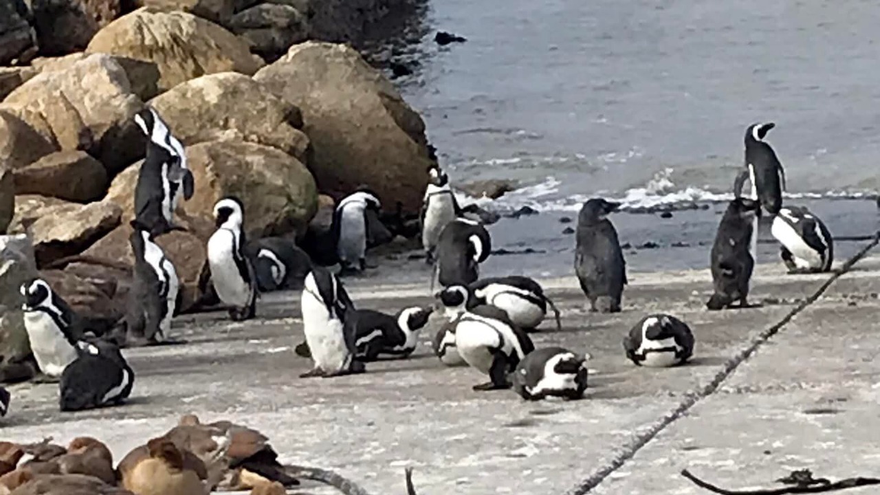 Photo of Others in Betty's Bay