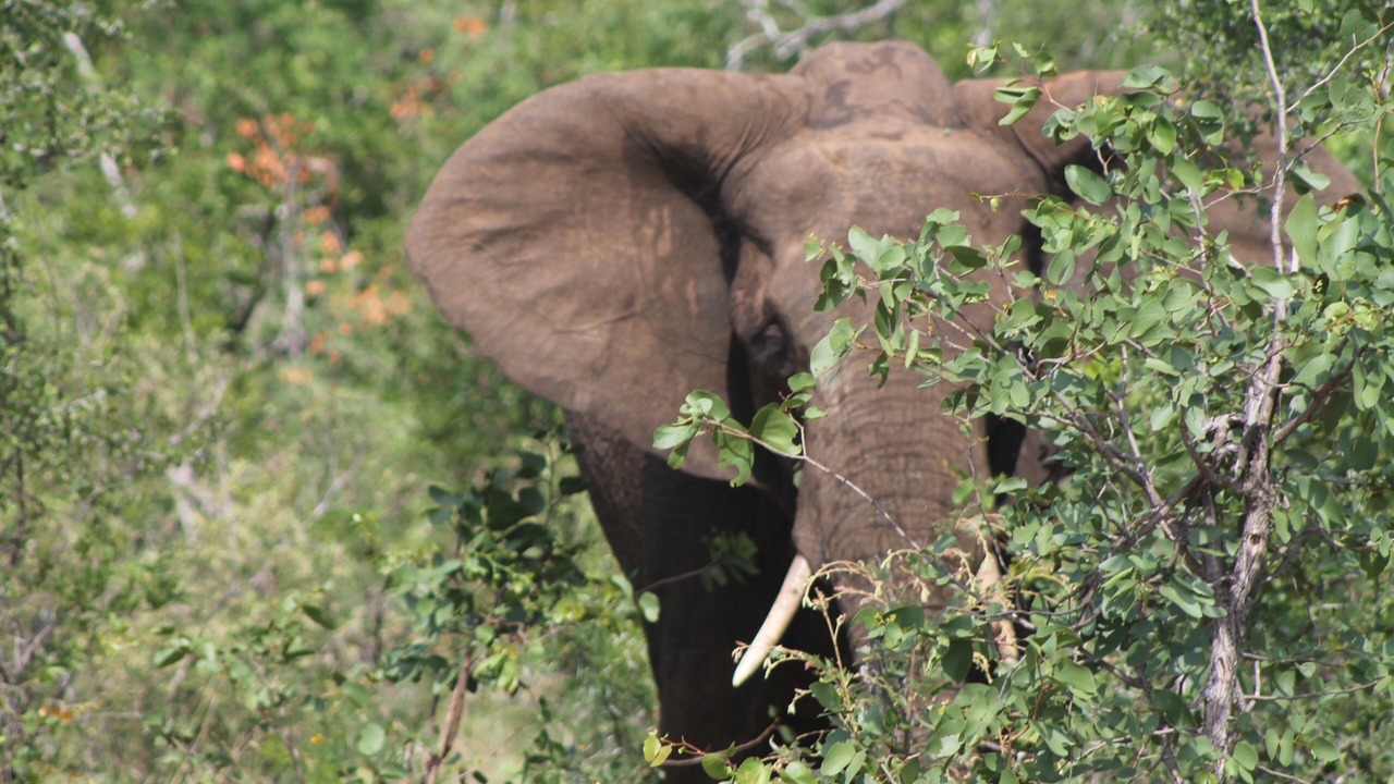 Photo of Outdoor in Phalaborwa
