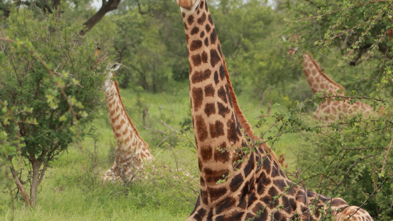 Photo of Outdoor in Phalaborwa