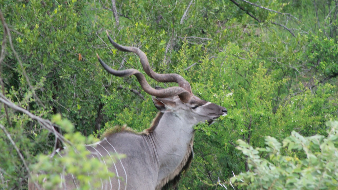 Photo of Outdoor in Phalaborwa