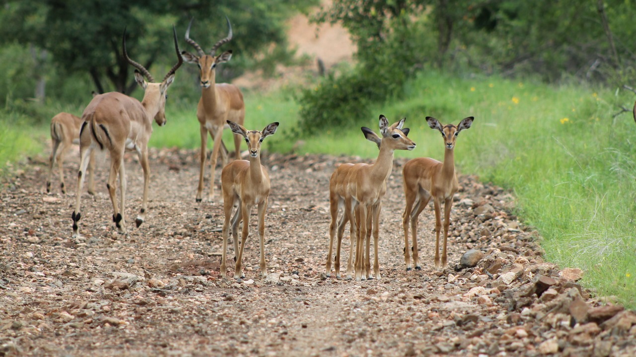 Photo of Outdoor in Phalaborwa