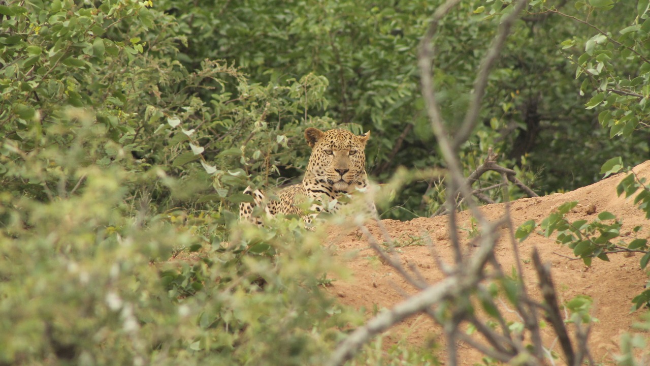 Photo of Outdoor in Phalaborwa