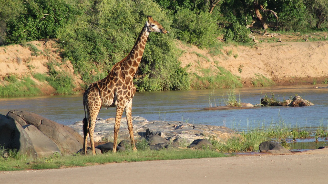 Photo of Others in Phalaborwa