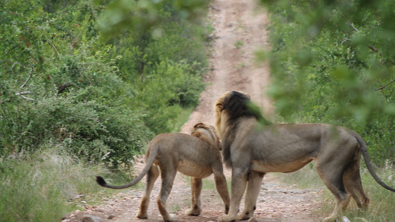 Photo of Outdoor in Phalaborwa
