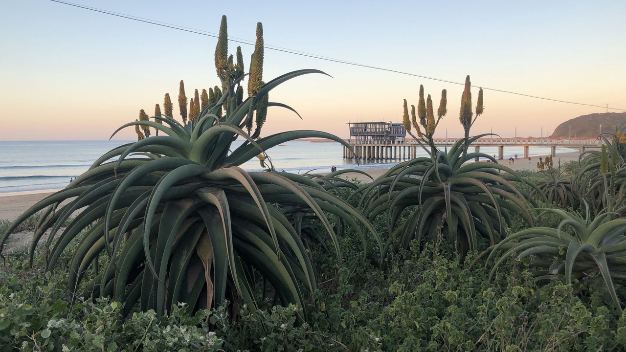 Photo of Others in Durban Point