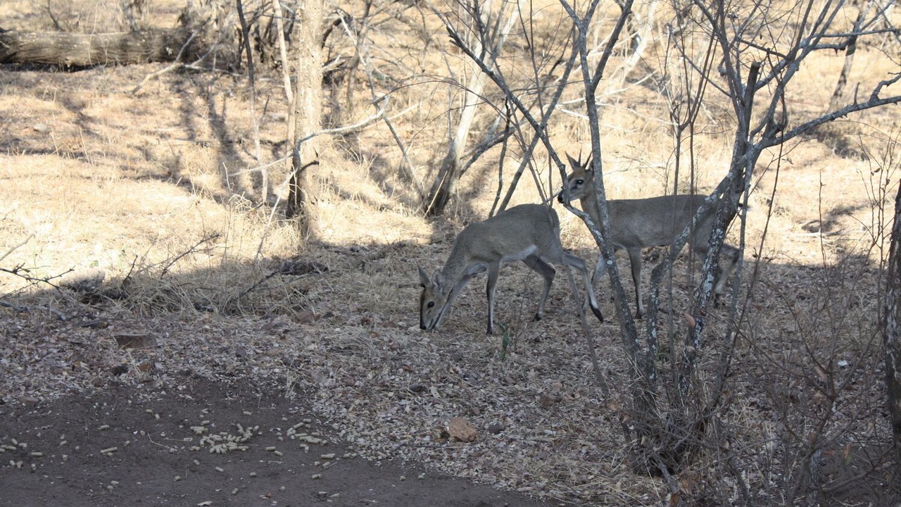 Photo of Outdoor in Marloth Park