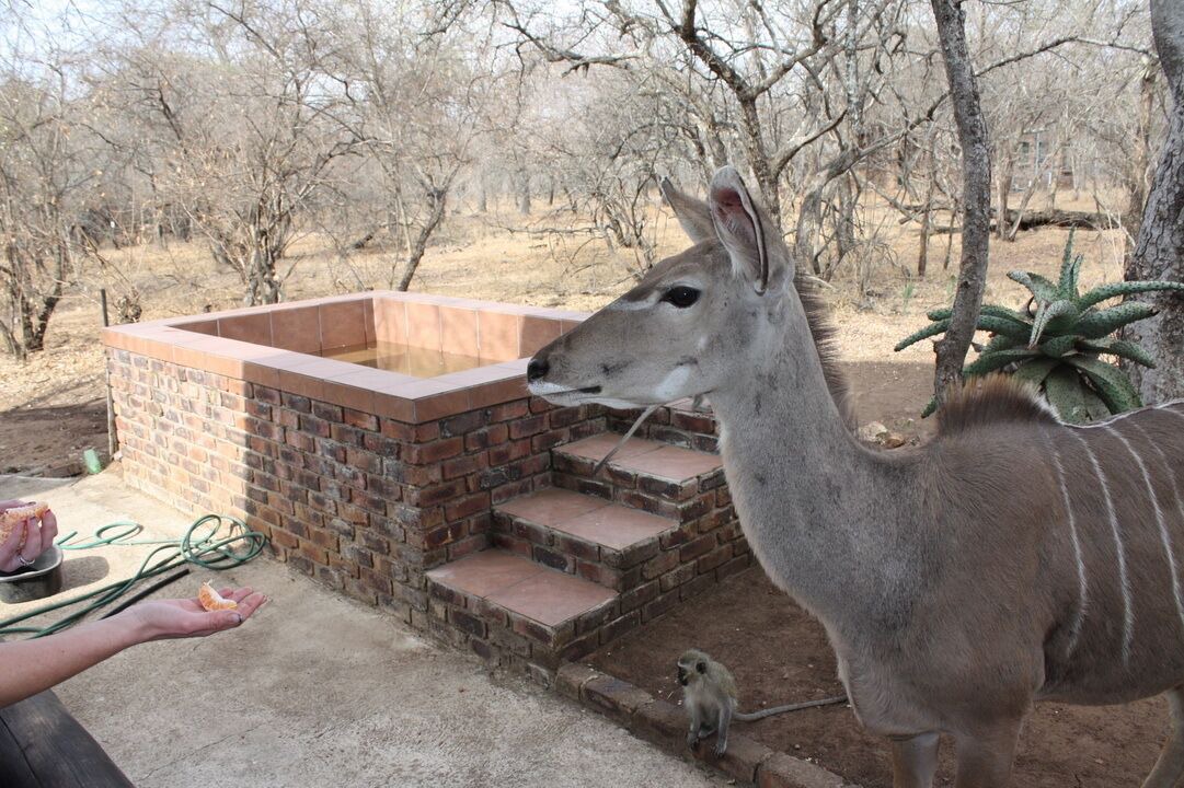 Photo of Outdoor in Marloth Park