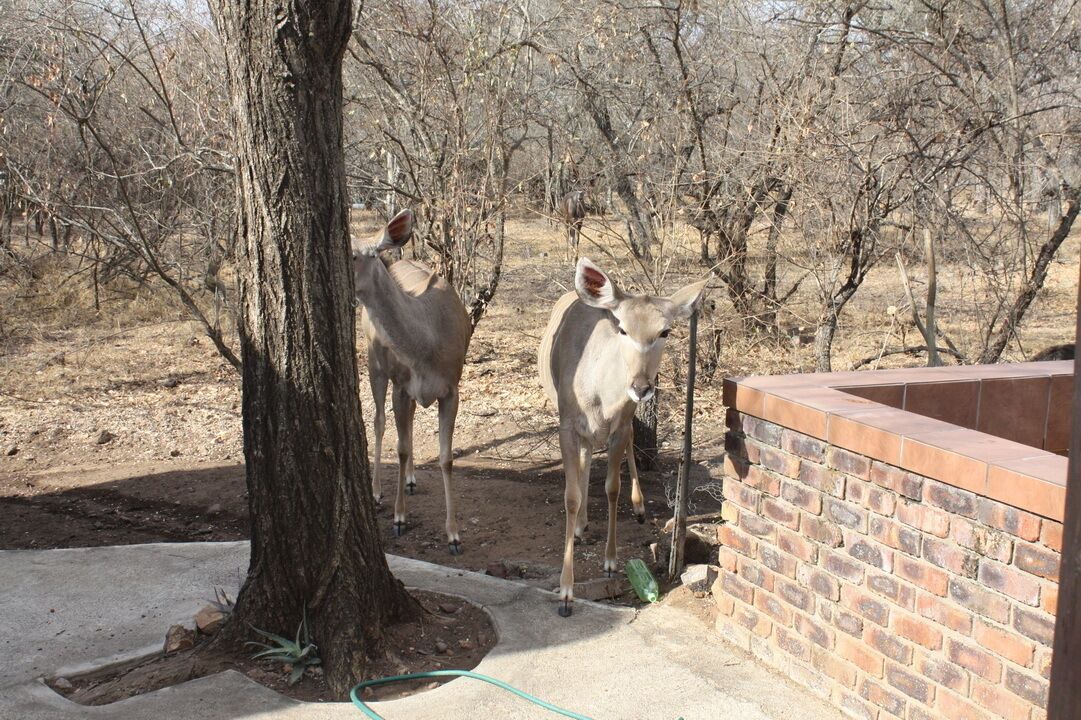 Photo of Outdoor in Marloth Park