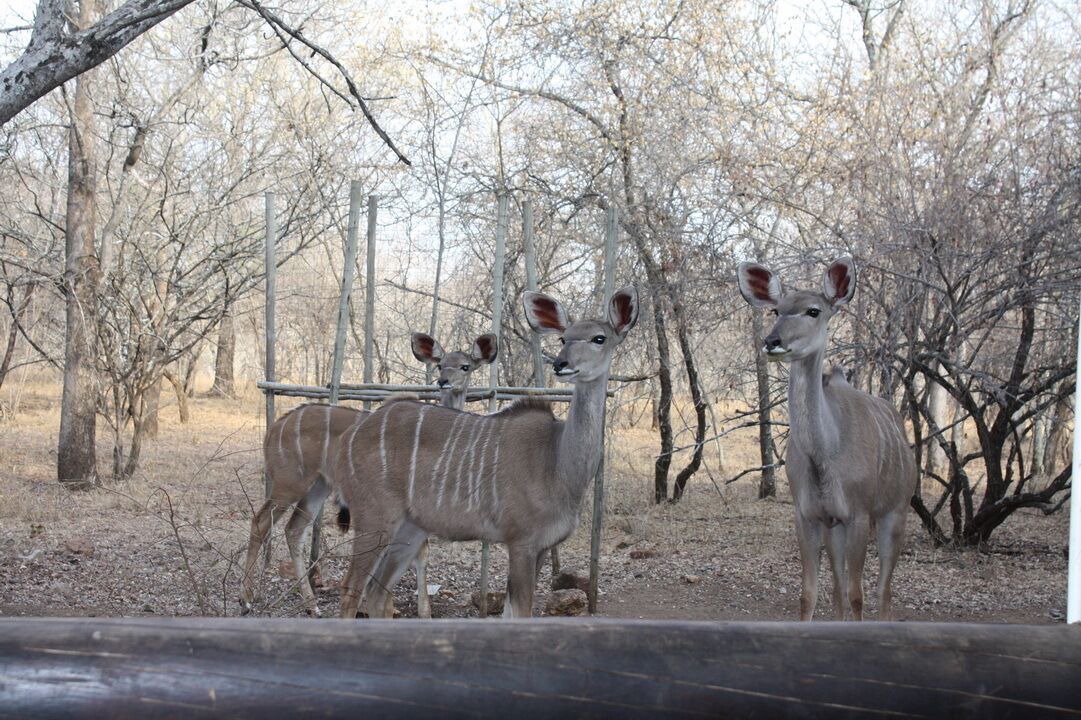 Photo of Outdoor in Marloth Park