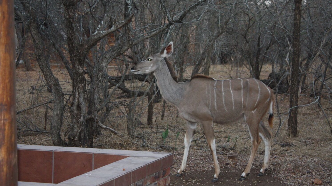 Photo of Outdoor in Marloth Park