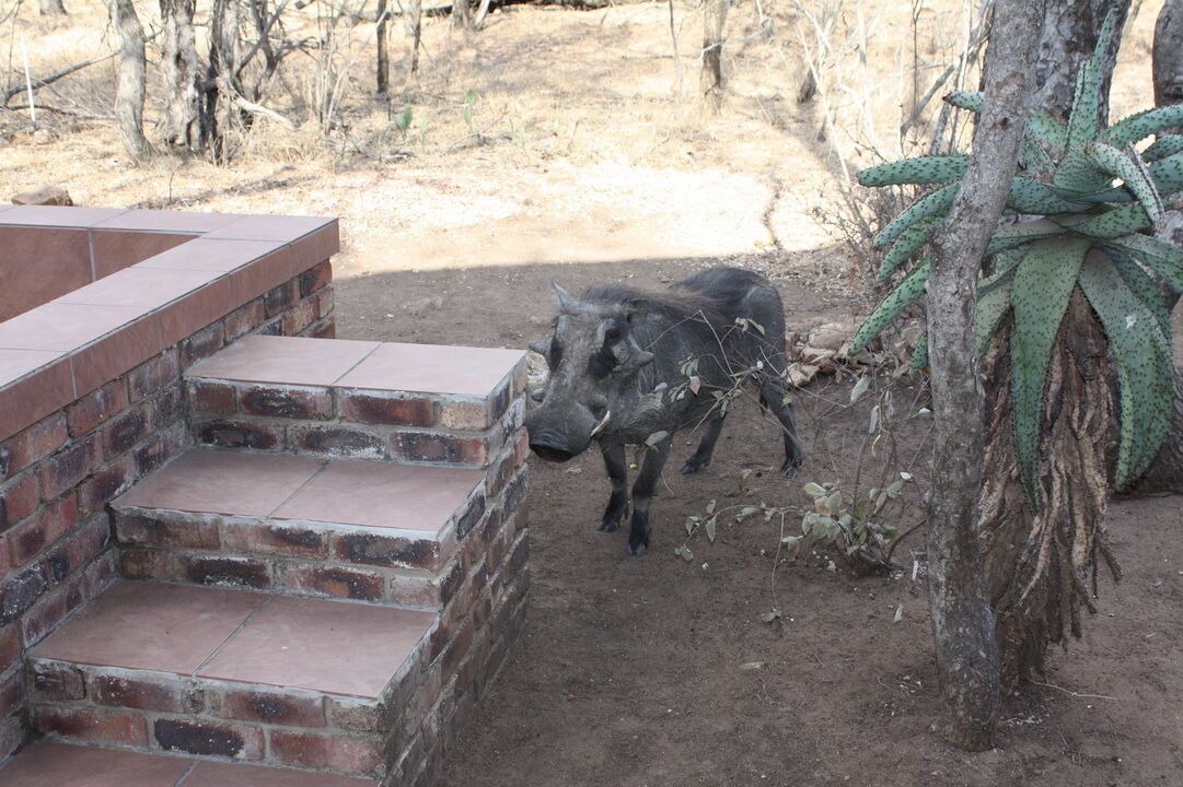 Photo of Outdoor in Marloth Park