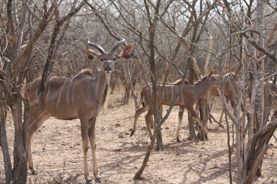 Photo of Outdoor in Marloth Park