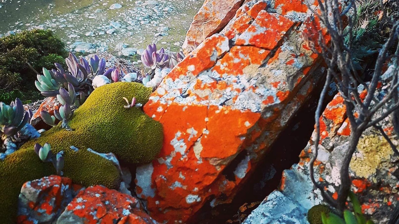 Photo of Others in Betty's Bay