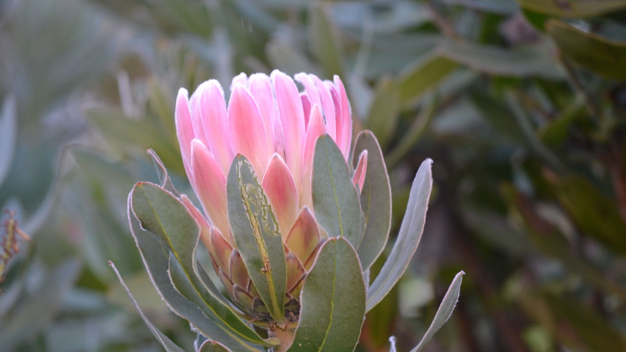 Photo of Others in Outeniqua Strand