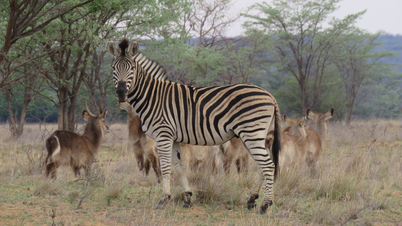 Photo of Outdoor in Waterberg